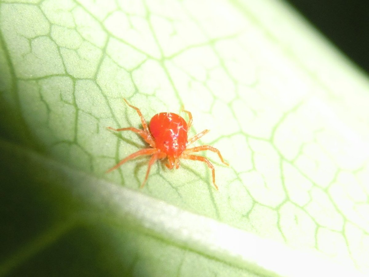 風信子 かのこ على تويتر とても奇抜な姿をした蜘蛛ですね