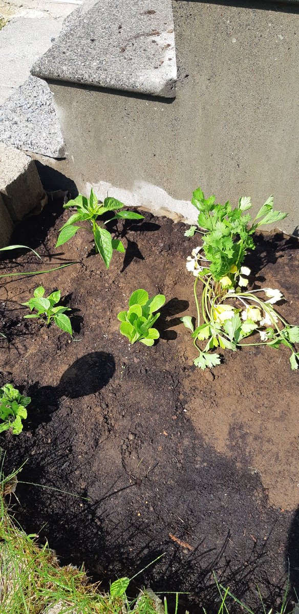 DLunarial's tweet photo. Just started a small veggie garden! A lot of it's seeds right now but I'm still really excited! https://t.co/YqWnIn4Ix7