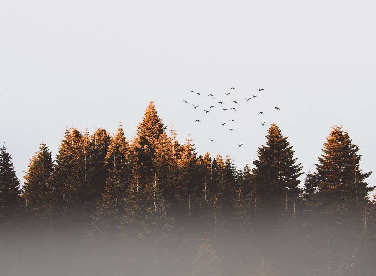 JuliaThomsen10's tweet photo. "Use what talents you possess: the woods would be very silent if no birds sang there except those that sang best."
- Henry van Dyke
How wonderful :)
https://t.co/B1Ik9lpsOt
#littlethingsinlife #reflectivenature #beautifulnature #waterreflection #nostalgicmusic https://t.co/bBcj189BSR