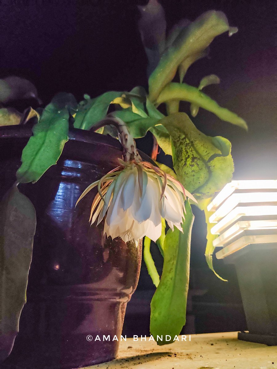 Amanbhandari404's tweet photo. Fortunate to witness this divine flower blossom at our terrace garden, it has been there for more than a year but I have only seen it blossom twice. 🤩

Guess the name of this flower?
Hint: It only blossoms after dusk 🌸

#Uttarakhand #Himalayas https://t.co/W4eAMVYkSv