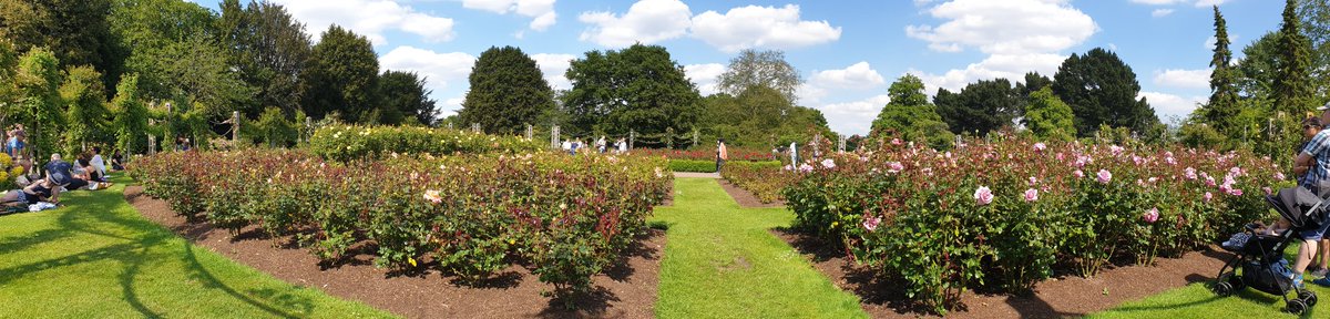Sunny day @ gorgeous rose garden Regent Park