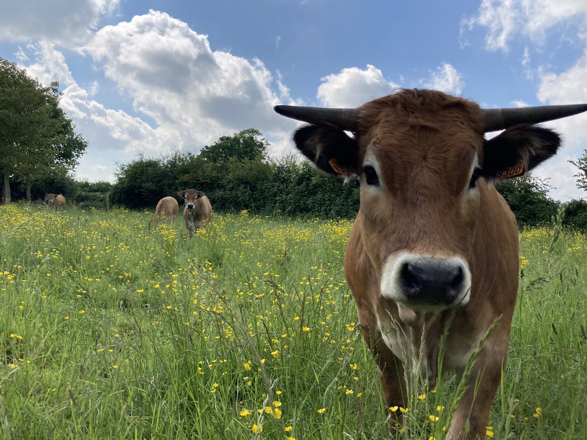 a_lboc's tweet photo. Visite au 2019 d’1 an et demi : Paulette, Queen, René et Pilou. 
Une tique à l’épaule de René, retirées. Des bêtes sociables et pas craintifs ✅👍🏻

#aubrac #boeuf #genisses #docile #lesbibi https://t.co/S2mkm96aBB