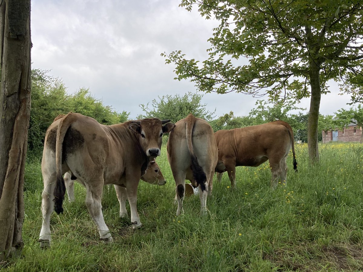 a_lboc's tweet photo. Visite au 2019 d’1 an et demi : Paulette, Queen, René et Pilou. 
Une tique à l’épaule de René, retirées. Des bêtes sociables et pas craintifs ✅👍🏻

#aubrac #boeuf #genisses #docile #lesbibi https://t.co/S2mkm96aBB