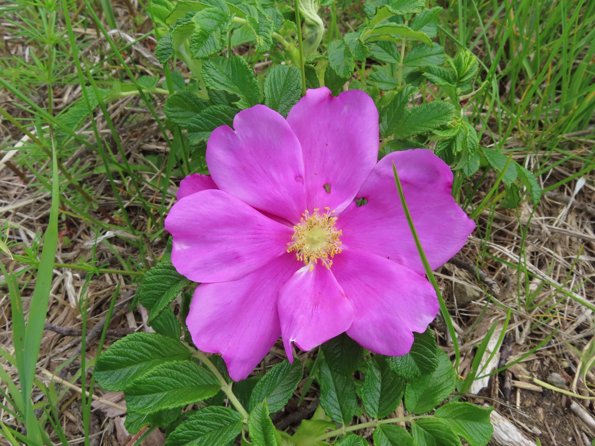 ハマナスの丘公園 Twitter Search Twitter