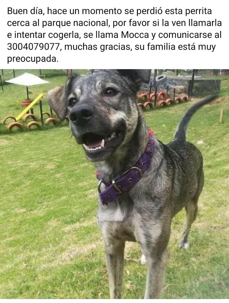PetAngelsCol's tweet photo. URGENTE Mocca se perdió cerca al parque nacional Contacto: 3004079077 si la ven por favor cogerla y llamar al numero. https://t.co/HRSc18adBP