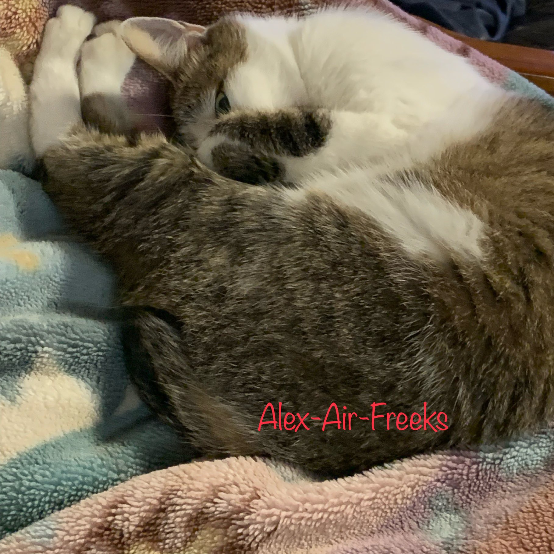 Alex Air Freeks 本日 我が家の愛猫は推定ではありますが無事に4歳を迎えることができました 本当にありがとうございます 我が家の猫 名前 みー メス 年齢 4歳 21 06 06 時点 誕生日 6月6日 推定 種類 雑種 好物 肉 財布 スヌーピー 嫌い