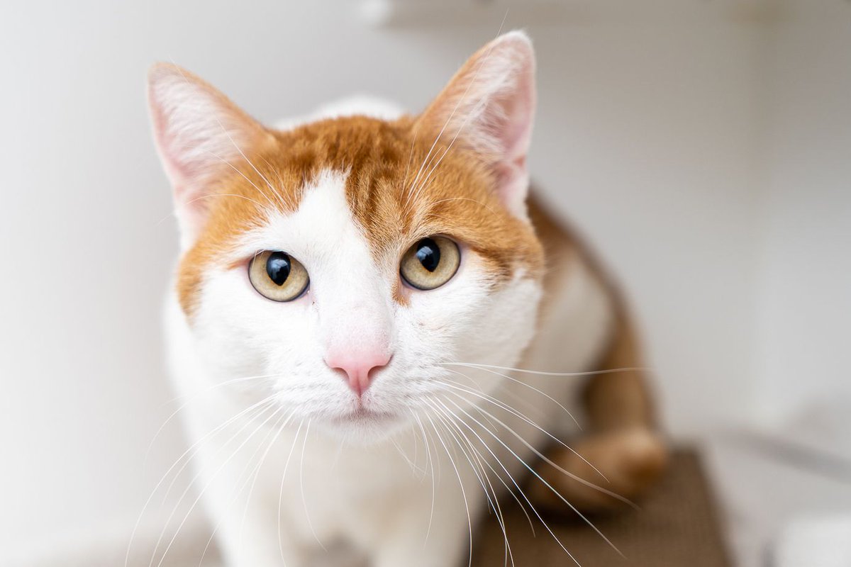 When 1yo Rubin's person became ill & couldn't care for him, Rubin joined us at Animal Haven family. He's taking some time to adjust & we're seeing signs of a sweet, loving cat behind his hesitant facade. What he really needs is a new home where he can be adored as he was before!