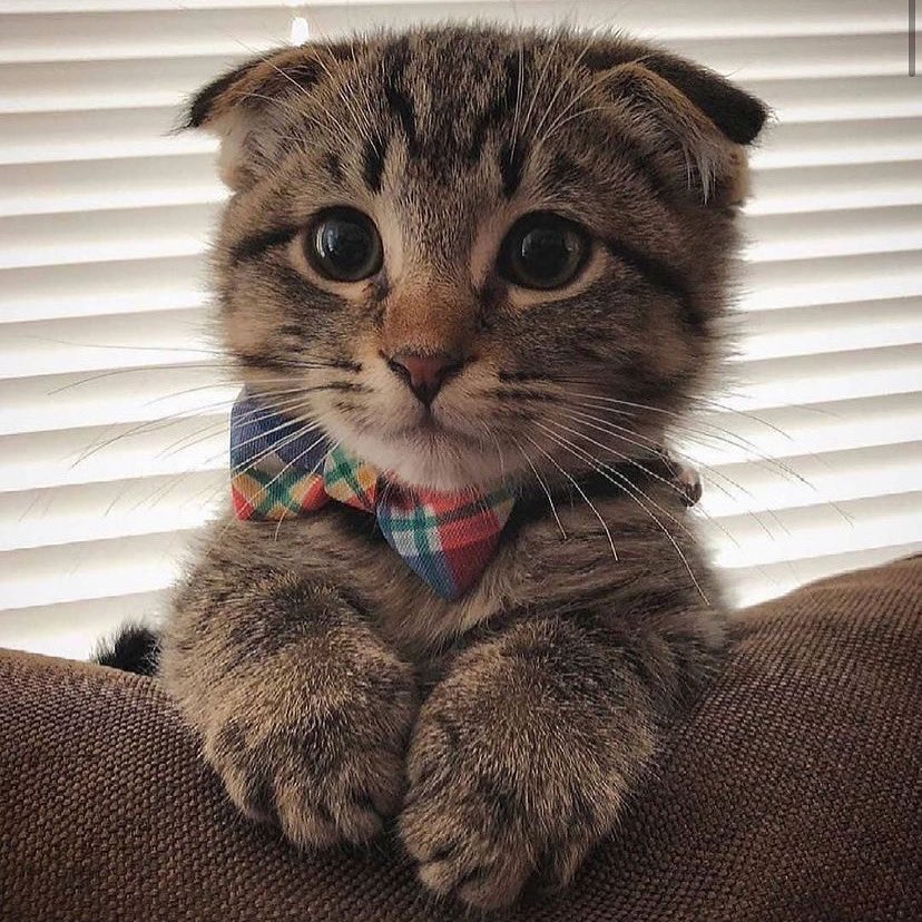 HygienicPets's tweet photo. What a stud 🥰🥰

📸: @wallytheseattlescotty 

#animallovers #cat #CatsofTwittter #catlife #catstagram #cutecat #kitty #catoftheday #love #facemask #cuteie #repost #catworld #cats #cats_features #catbeauty #cattitude #repost #funnycat #obsessed #gatto https://t.co/7YnWQ3bjLd