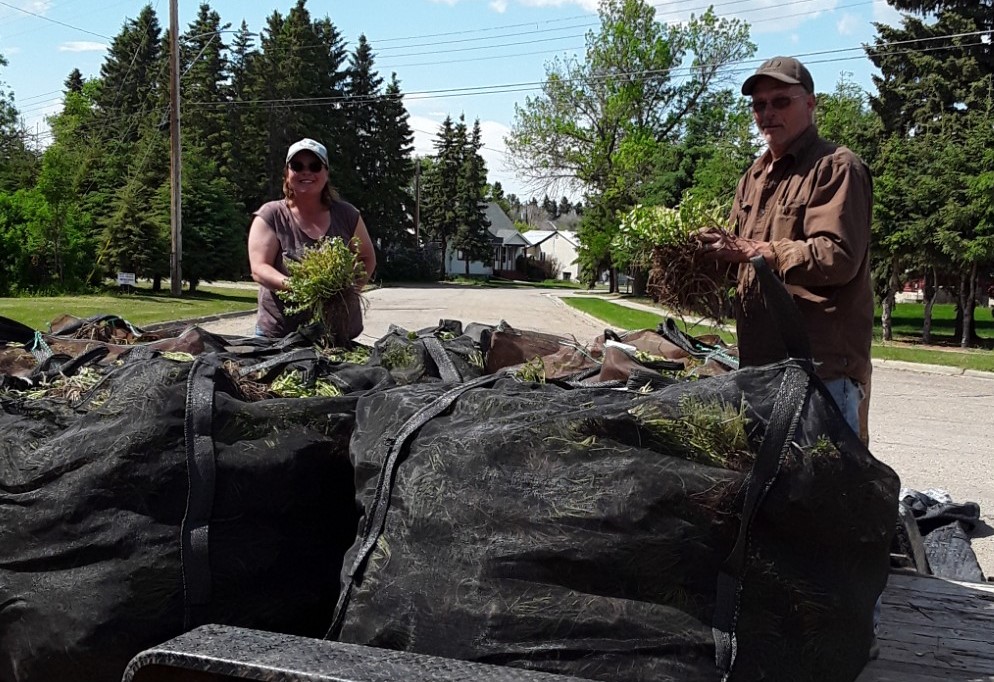 ABRhodiolaRosea's tweet photo. The harvest has started and the farmers are delivering their Rhodiola rosea to the ARRGO Processing Facility in Thorsby, Alberta.  Six years or more of hard work culminates in many trips to Thorsby with the flatbed trailer.  Thanks, Brett and Micha.  Your roots look amazing! https://t.co/g14sqy0K4R