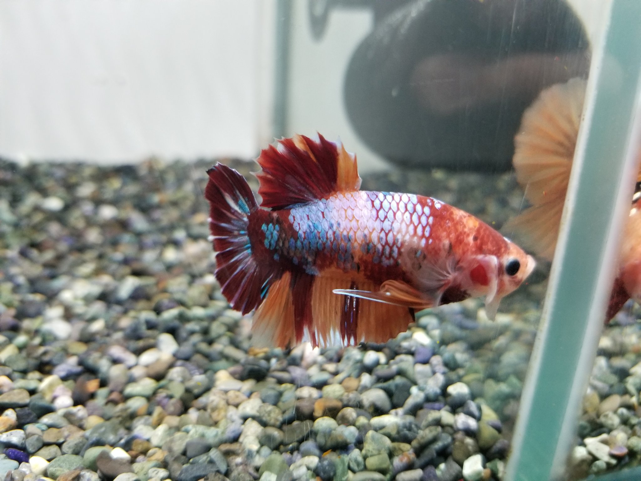 かねだい本町田店 観賞魚 爬虫両生類 小動物部門 6月5日 土 の熱帯魚新着情報です 上物ベタ多数入荷しました 美しい個体ばかりです 他にも入荷が稀な変わった熱帯魚入荷しています 明日も少量ですが入荷あります 詳しくはかねだい本町田店