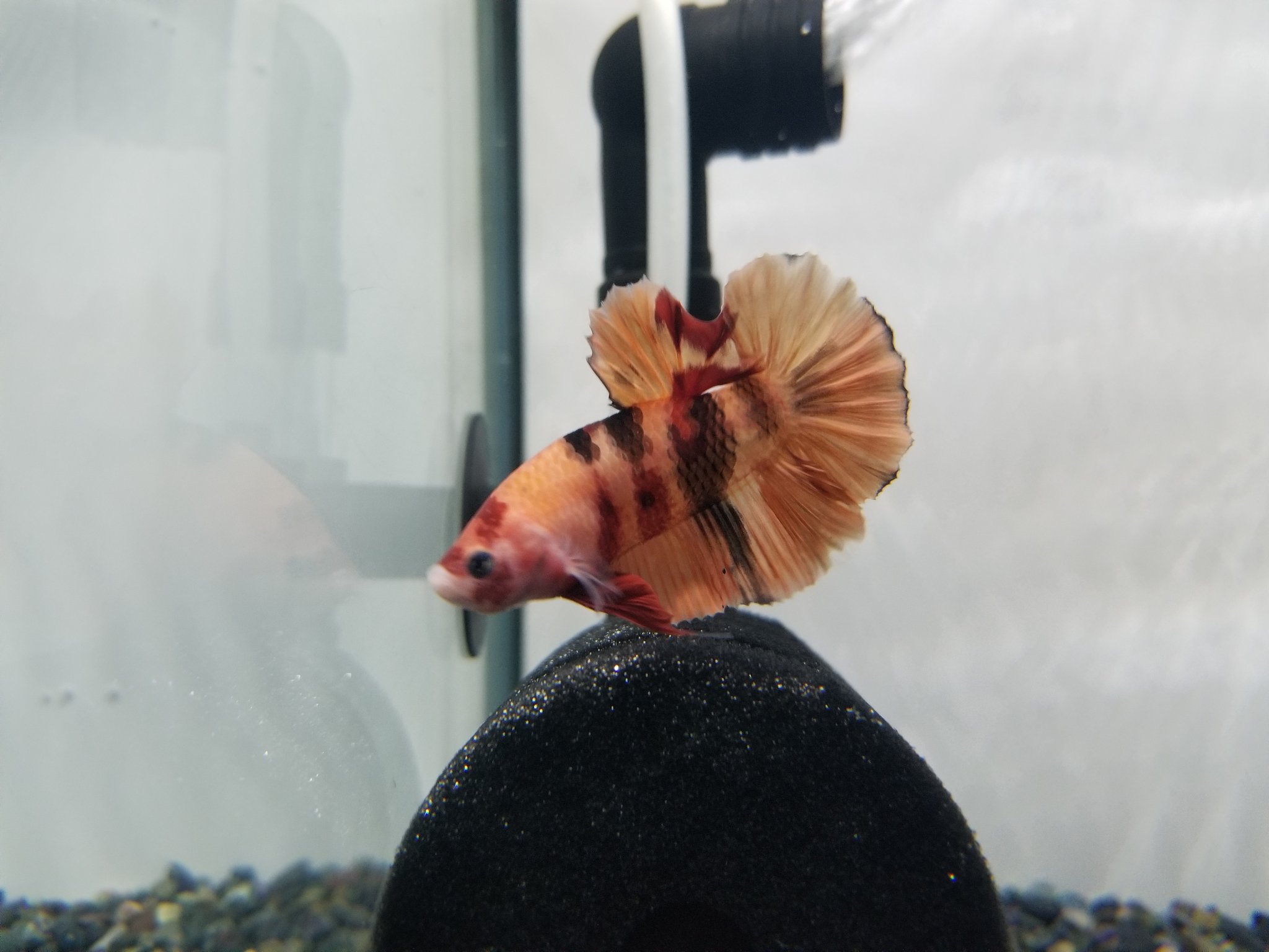 かねだい本町田店 観賞魚 爬虫両生類 小動物部門 6月5日 土 の熱帯魚新着情報です 上物ベタ多数入荷しました 美しい個体ばかりです 他にも入荷が稀な変わった熱帯魚入荷しています 明日も少量ですが入荷あります 詳しくはかねだい本町田店