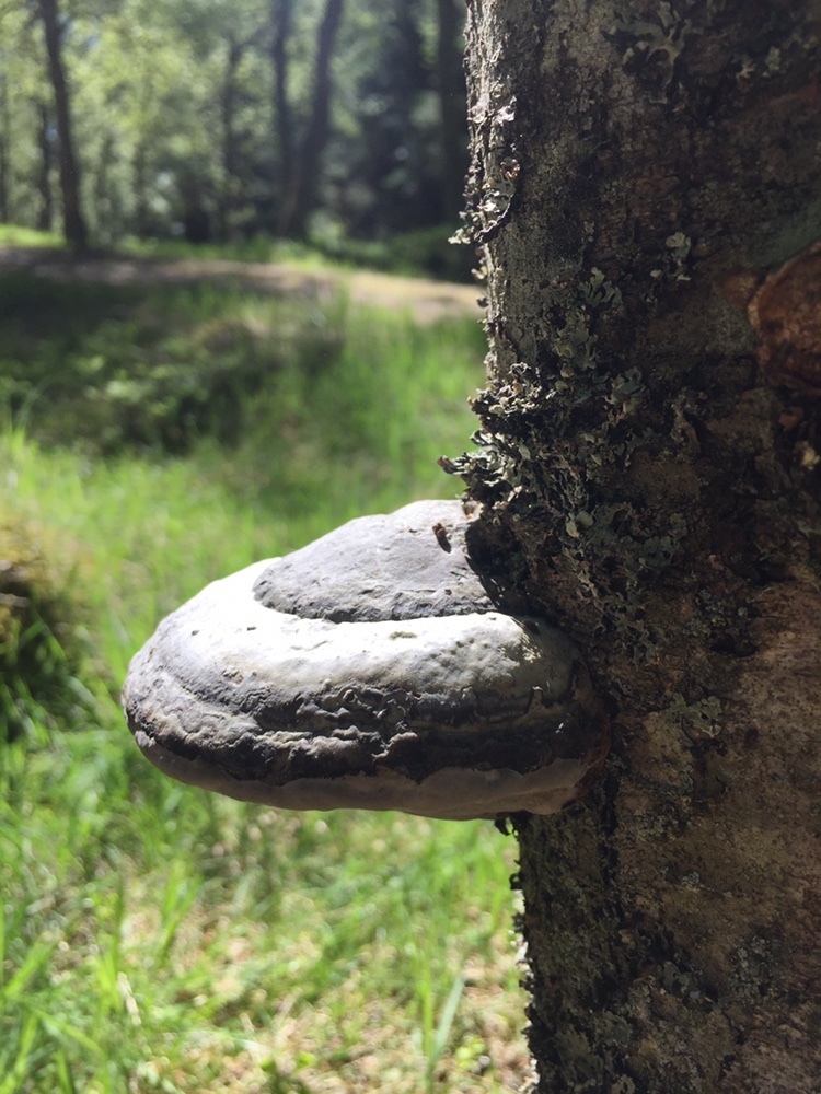 Backyard Bioblitz tweet media