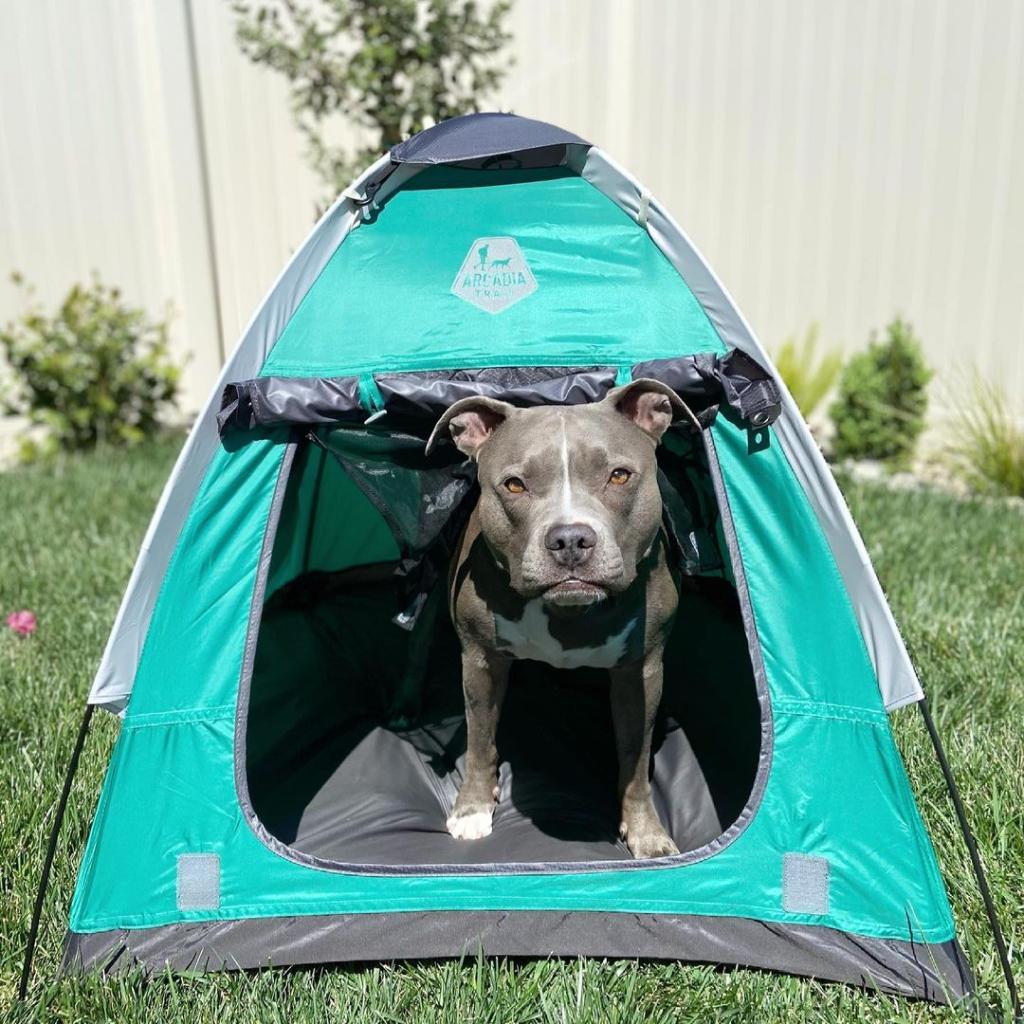 herbsmith milk thistle for dogs & cats