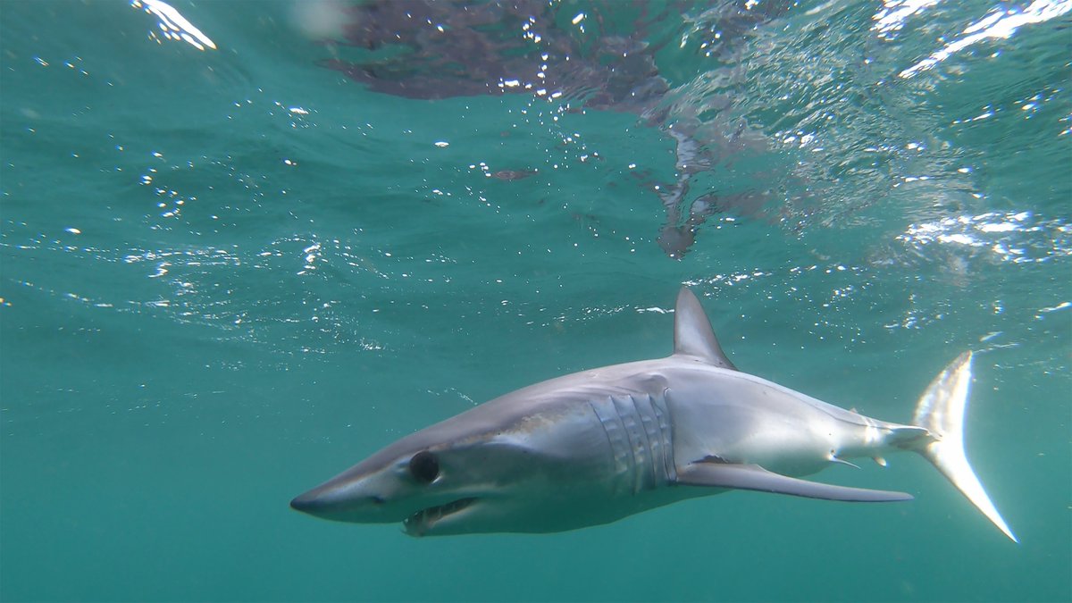 ElifeProject's tweet photo. Our environment requires #conservation efforts to leave the best planet possible for the next generation. Including #sharks!
Follow the #Elife_project funded by the @LIFEprogramme where #fishers work with #scientists to reduce the by-catch of sharks and rays in the #Mediterranean https://t.co/Hx4CDNVjgL