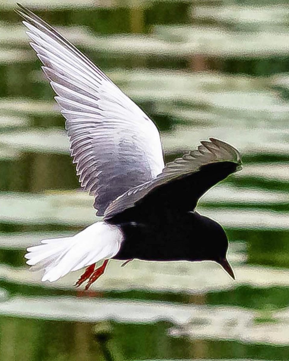 Andre_Bonga's tweet photo. #birdtwitter #birdsback #incredibleholland #animalplanet #natgeo #team_ebird #photooftheday #BBC #BBCwildlife #worldpressphoto #thephotohour #birdlife #birdwatchdaily #birdnature #natureguide #birds #superstraight #sonyalpha #sonyA7RIV #nationalgeographic https://t.co/56lieg6hAd