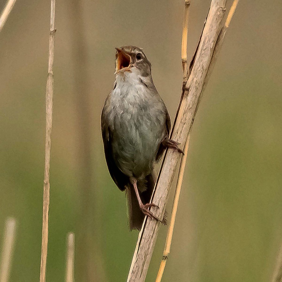 Andre_Bonga's tweet photo. #birdtwitter #birdsback #incredibleholland #animalplanet #natgeo #team_ebird #photooftheday #BBC #BBCwildlife #worldpressphoto #thephotohour #birdlife #birdwatchdaily #birdnature #natureguide #birds #superstraight #sonyalpha #sonyA7RIV #nationalgeographic https://t.co/pmvgmQcw8S