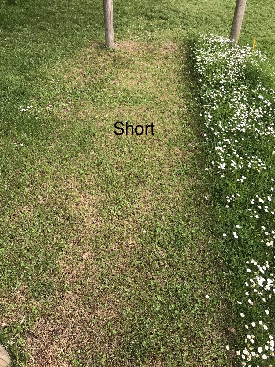 DuncanWestbury's tweet photo. Consider this. If you can’t resist cutting your lawn every week, raise the cutting height to max. Many more flowers with high cut than short, but no cut still better! @Love_plants @BiodiversitySoS @LGSpace @NatureUK @Team4Nature @WorcsWT https://t.co/WJ2sF7W1R8