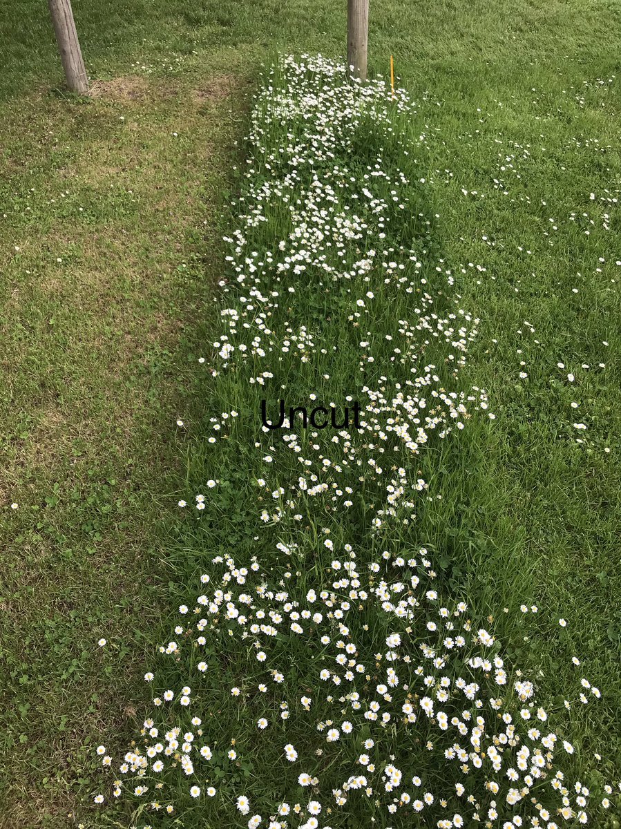 DuncanWestbury's tweet photo. Consider this. If you can’t resist cutting your lawn every week, raise the cutting height to max. Many more flowers with high cut than short, but no cut still better! @Love_plants @BiodiversitySoS @LGSpace @NatureUK @Team4Nature @WorcsWT https://t.co/WJ2sF7W1R8