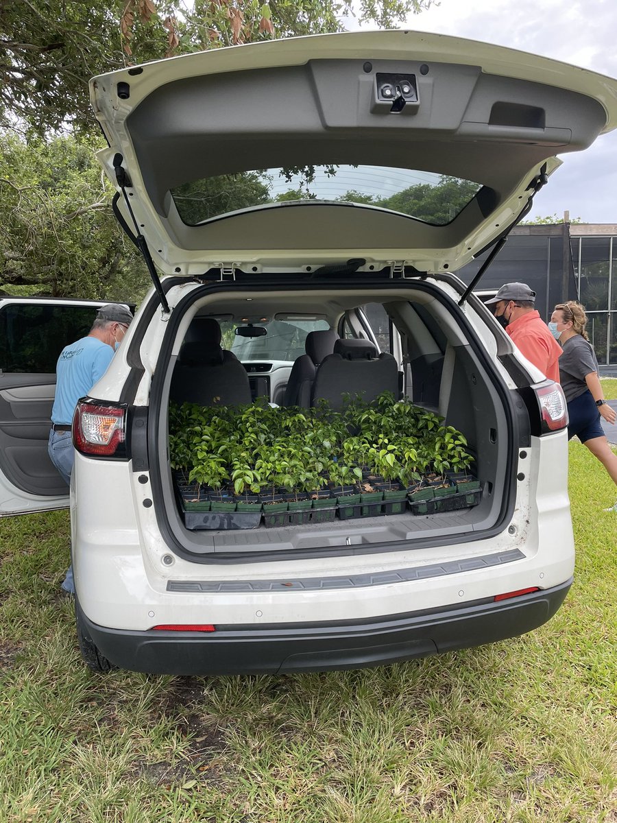 JennPossley's tweet photo. Yay! A load of >250 torchwoods headed to Key Largo this week for restoration plantings to benefit Schaus Swallowtail #butterfly, in partnership w/ @USFWSVero, @JCDanielsLab , @FairchildGarden , @USFWSRefuges   #EndangeredSpeciesAct https://t.co/z7FEoiLr0C