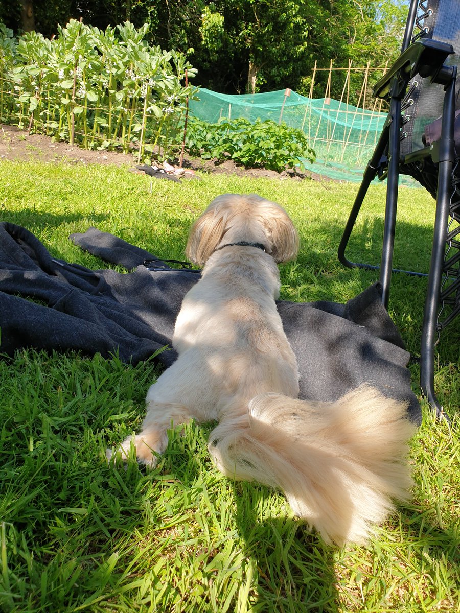 George Mears tweet media