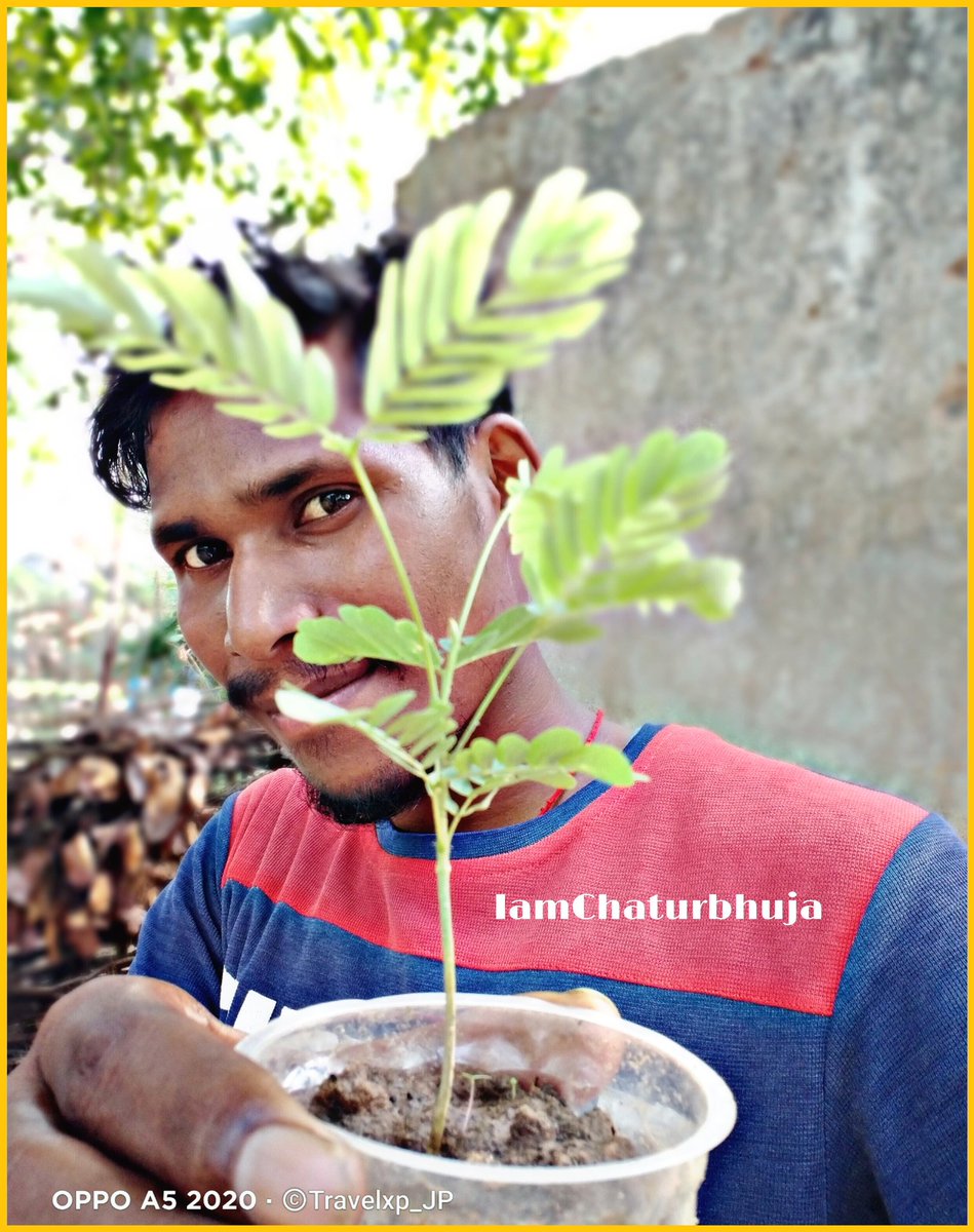 If u need better environment then u plant a better tree..🌿🍀🌴 #GreenIndia 
#WorldEnvironmentDay 🌿🌲🌳
#WorldEnvironmentDay2021 
#SaveEarth #EarthDay2021 💚❤