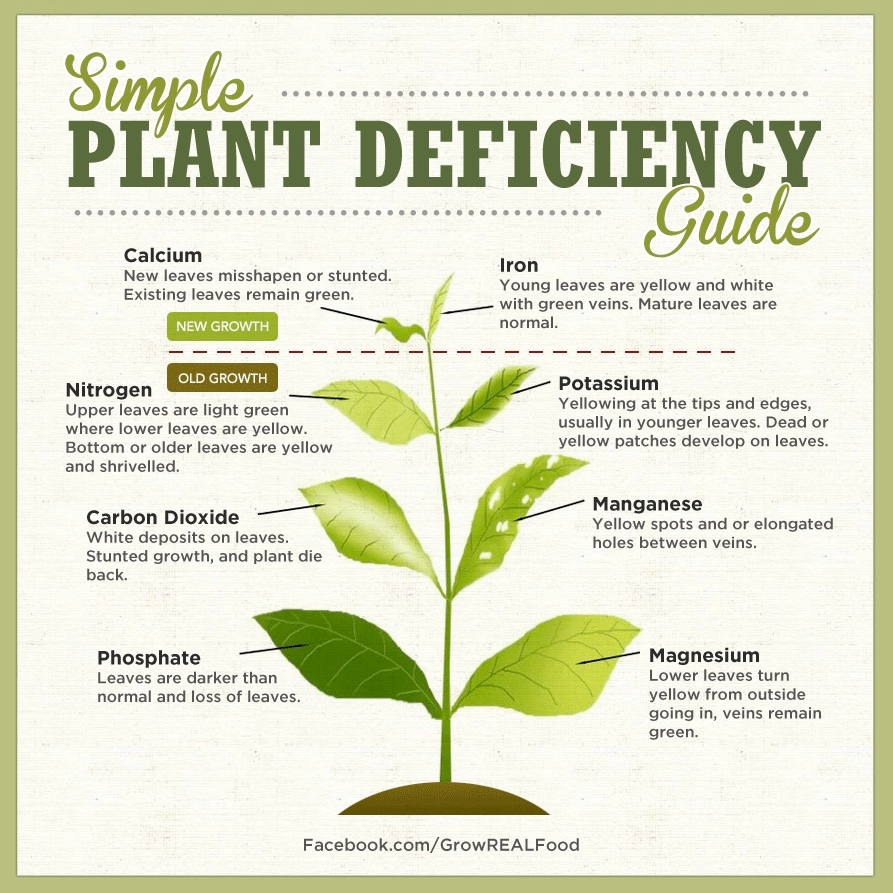 KumansT's tweet photo. Check out this handy guide for visible signs of nutrient deficiency. Do you recognize any signs on your plants? Credit: @growrealfood
#commercialgrow #commercialgreenhouse #garden #growlife #growyourown #growyourfood #hydroshop #hydrostore #indoorgrowing #urbanfarm #hydro https://t.co/vlxwoTB9KE