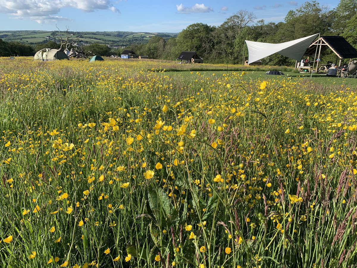 JoSmithDWT's tweet photo. Days 1-5 of @30dayswild spent camping, exploring, swimming, tree climbing, rockpooling, walking and wildlife watching - all in the sunshine in beautiful #SWWales! #Amazing https://t.co/WY8Uwwtwrd