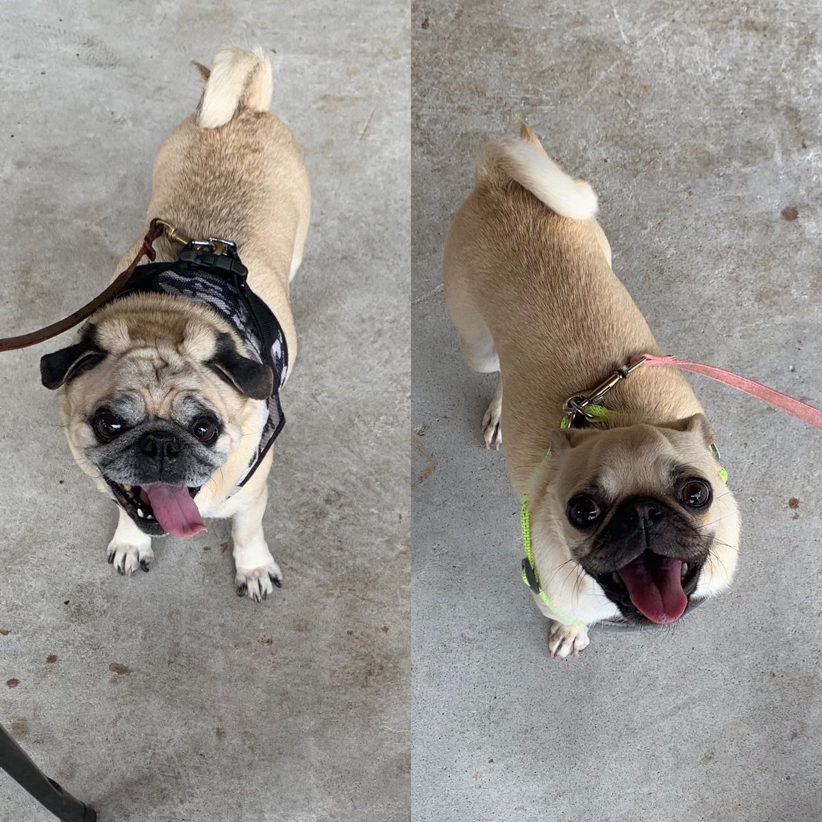 KevinGergel's tweet photo. Pugs https://t.co/fI0NtOUGGI