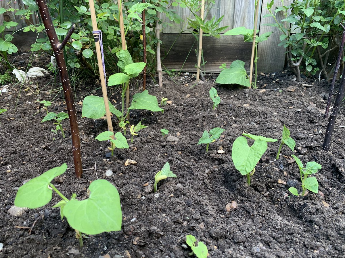 Tabacaria's tweet photo. #growyourown #dwarfbeans https://t.co/RhhzpCQb8s