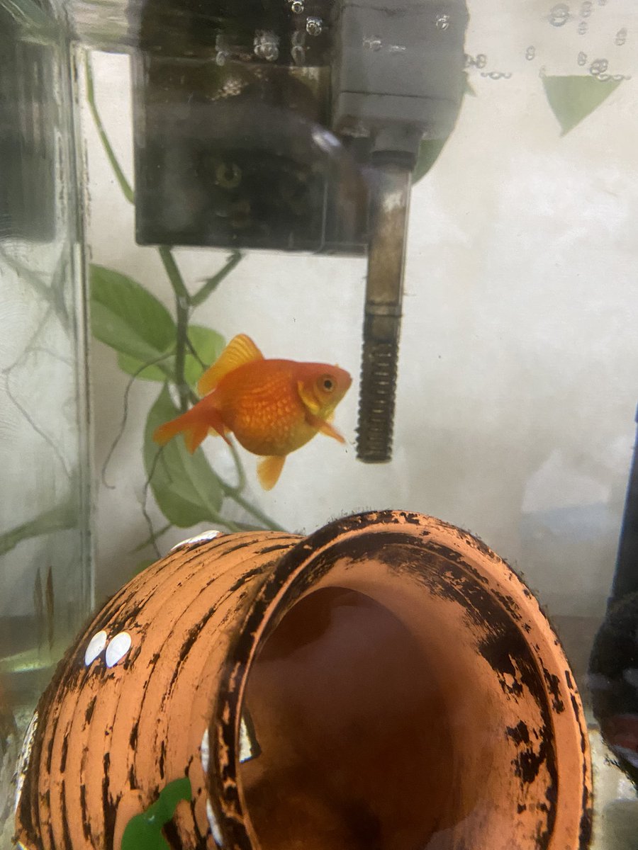 ゆちぼえ Yuchiboech Twitter