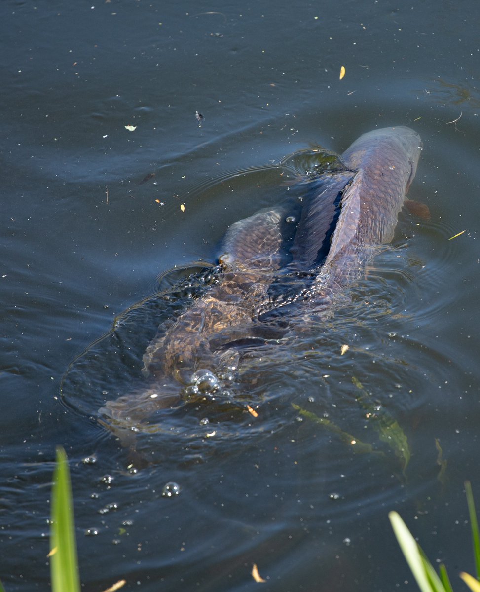 Has this been a familiar scene recently at your lakes? 😉

Most lakes have closed, but remember spawning is a stressful time for all carp and crucial to their health and well-being. Some fisheries don't close so let's do the right thing and give them time to rest and recover. 👍
