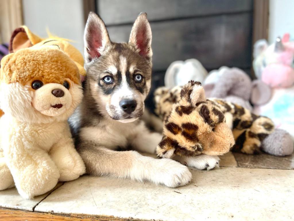 riopomskyparis's tweet photo. Hello beautiful people, I’m new to #Twitter I’m 3 months old and I’m a #pomsky I can’t wait to share my adventures with you all 🐶🦴🐾❤️ https://t.co/lIStYdKng4