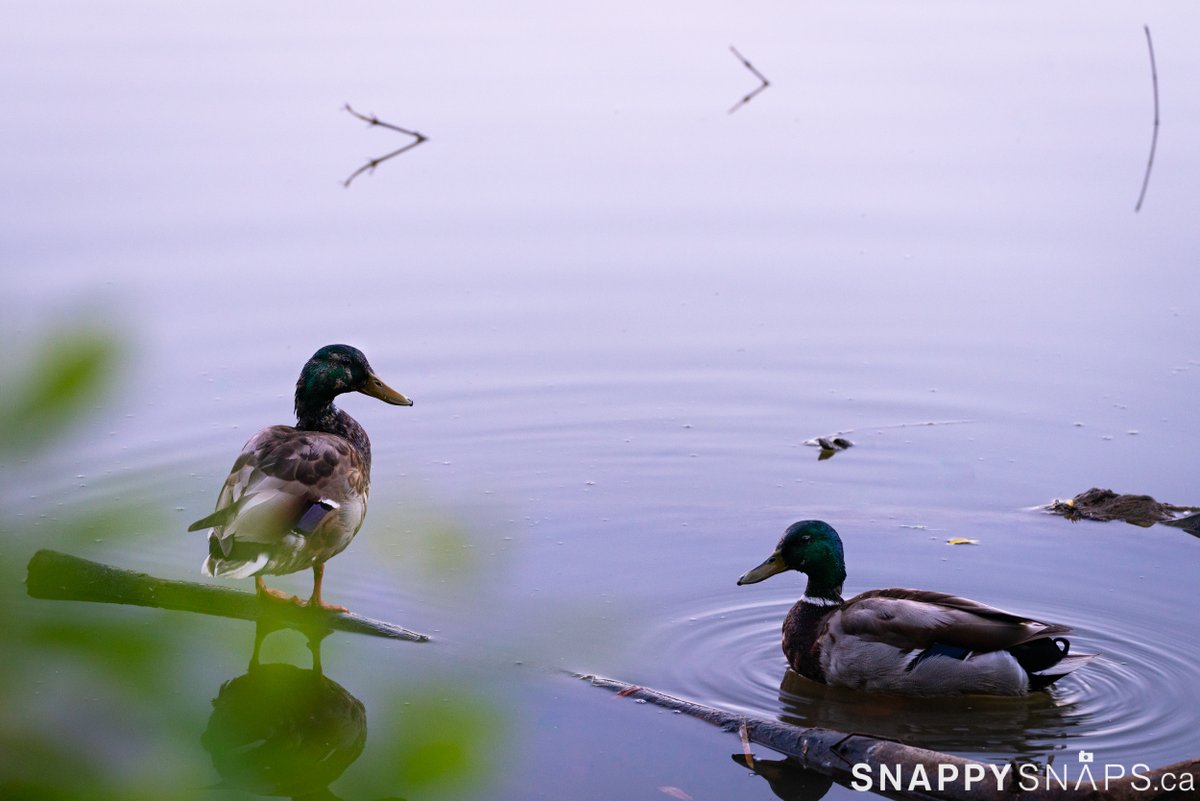 Snappy Snaps tweet media