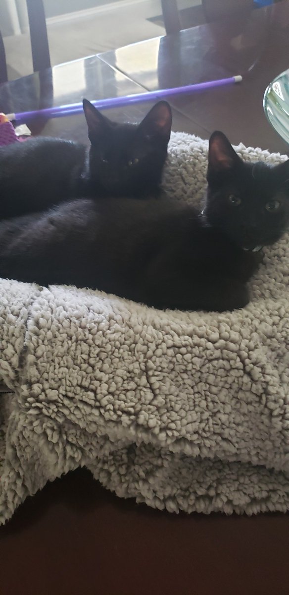 SalemsWorld13's tweet photo. My little buddies. https://t.co/AKKUPHK5K4