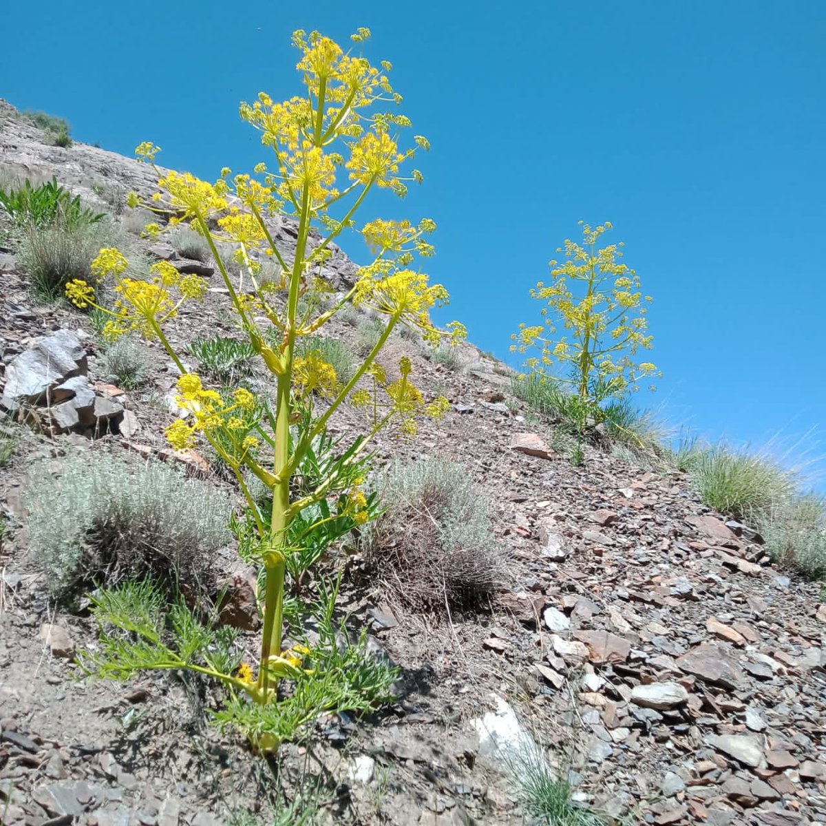 Hayatchinar's tweet image. #Ferula in Pasum gol #Mastuj , #UpperChitral .  5.6.2021
