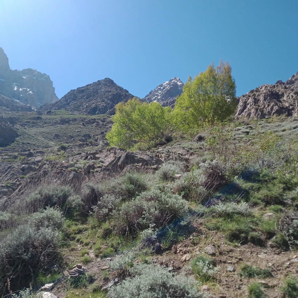 Hayatchinar's tweet image. #Ferula in Pasum gol #Mastuj , #UpperChitral .  5.6.2021