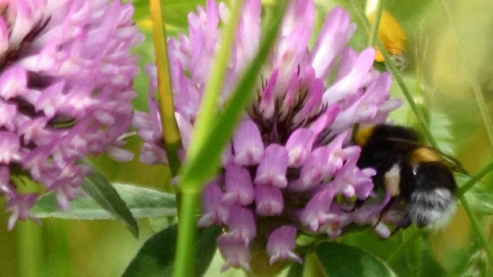 GEFisMeinung's tweet photo. Die Hummel wurde nicht müde, dieses Stück Wiese über den grünen Klee zu loben. #Pferdeweide #Wienerwald https://t.co/ISKtXmVjPJ