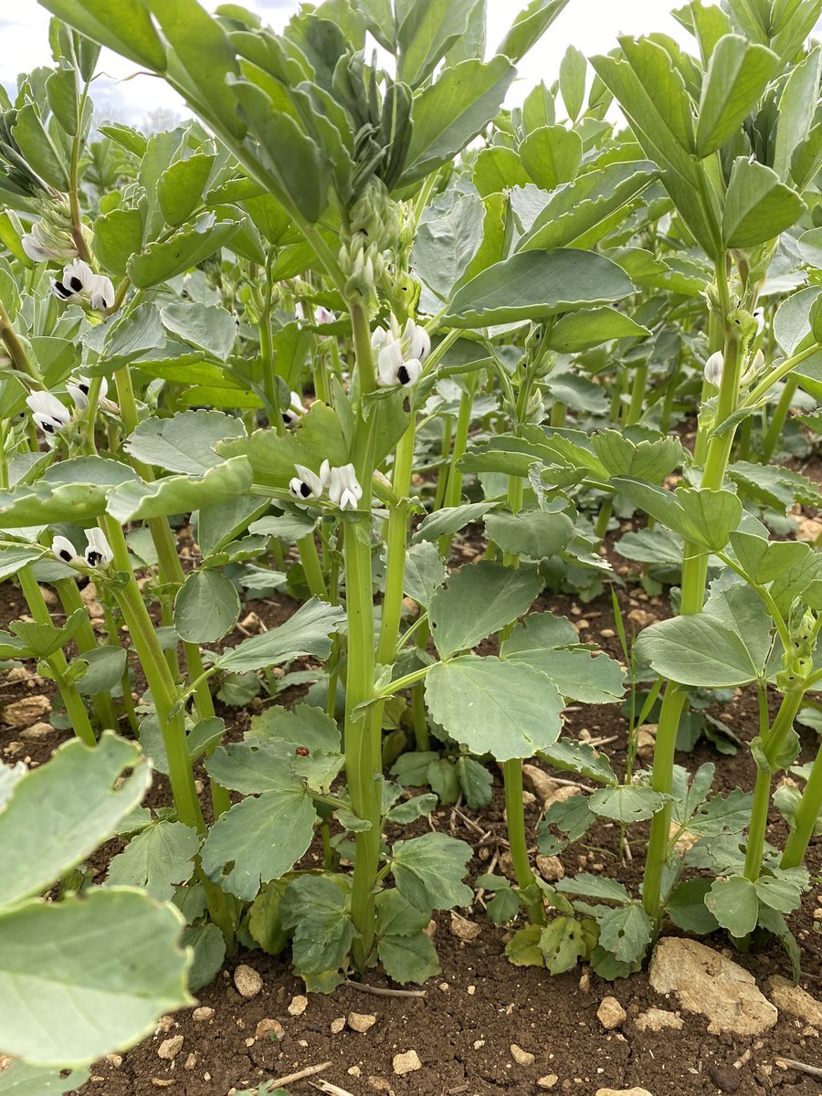 gaff1wiz's tweet photo. Spring beans, now reaching just over a foot in height, teaming with 🐝 and🐞 https://t.co/s9l3g5yVmY