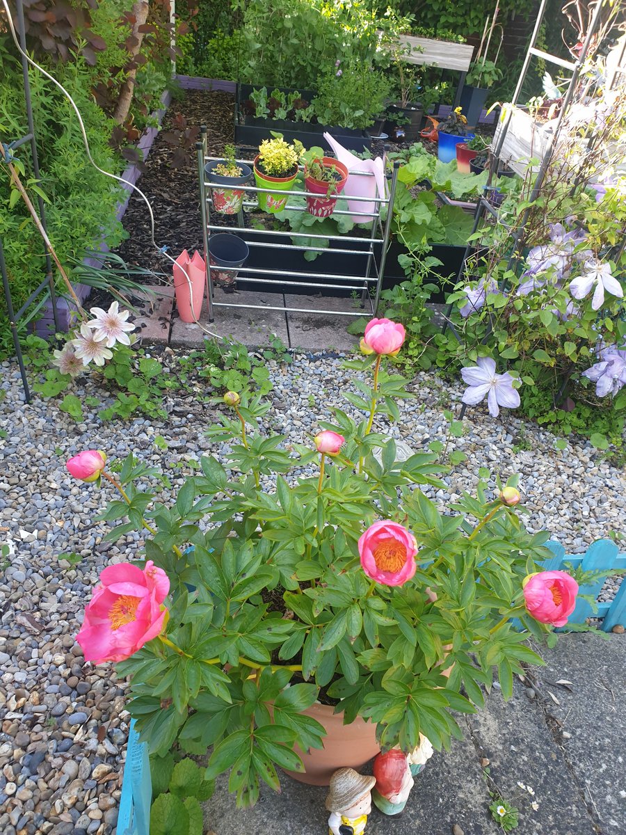 EmmaJanesLife's tweet photo. And continuing my 'What's come out in the garden?' we have....
This #peony
This #PondIris
This yellow something 😁
And this #dahlia https://t.co/15akYHW0KY