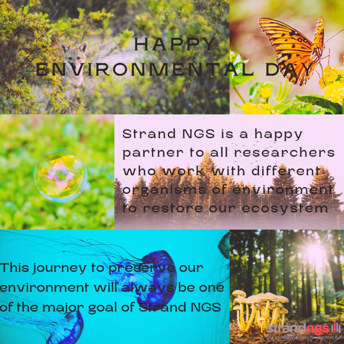 strandngs's tweet photo. Happy Enviromental Day. The smallest microbes to the biggest flora and fauna constitutes our environment. The sequential data of all these organisms help in saving them and restoring ecosystem. Strand NGS is and always be a happy partner to study them and help environment. https://t.co/t6HXkFztHb