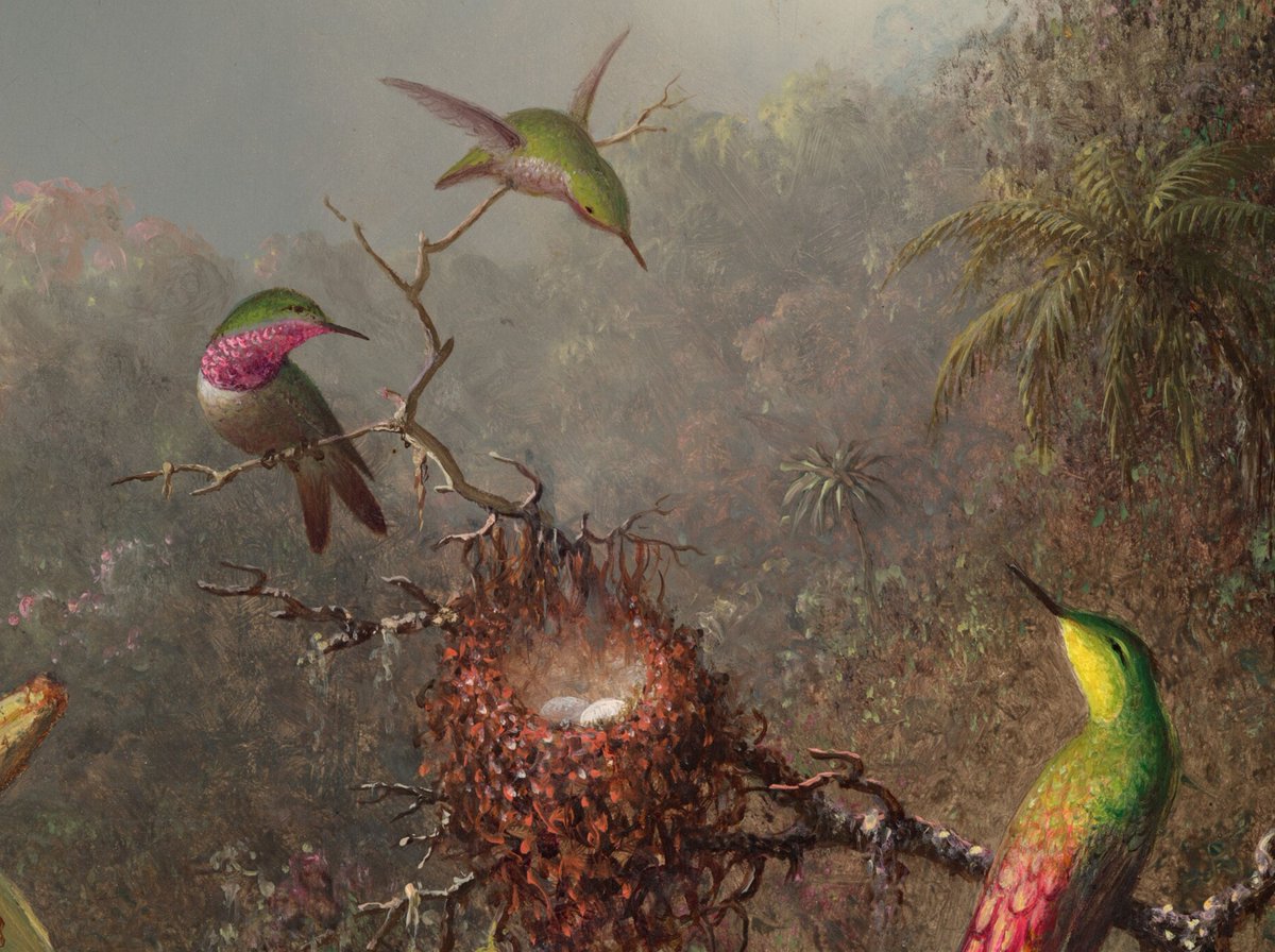 ngadc's tweet photo. “Yesterday’s flowers are today’s dreams.” — Japanese Proverb

🔎 Martin Johnson Heade's mystical world of flora and fauna 🌱

Take an even closer look ➡ https://t.co/UWc6ebZil9 https://t.co/RyPesEEplu