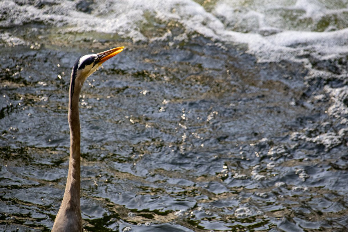 DianeKrauthamer's tweet photo. #GreatBlueHeron photo shoot at #PeirceMill, #RockCreekPark 📷 https://t.co/x4rDIdNzVY
@LoveRockCreek @ExposedDC @CapitalPhotog @DCAudubon @chesterlampkin @Conthescene #igdc #acreativedc #202creates #dc_spc #exposeddc #focusonthestory #fots21 https://t.co/clEIRWuXMb