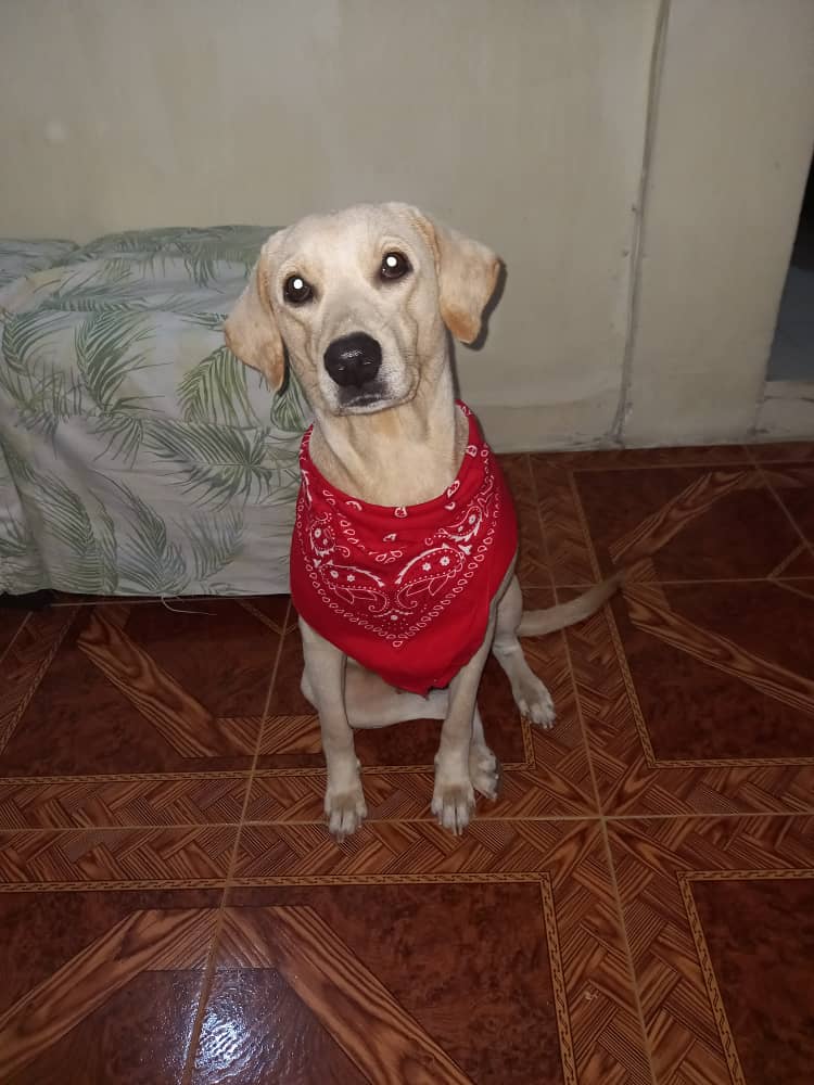 PerroUsuario's tweet image. Reporta @Ma_Elisa_G: WS #BuscaHogar  *Sirena* peluda rescatada ya totalmente recuperada y lista para ser adoptada,esterilizada, es una dulce labrador,de año y medio,si estás interesad@ en adoptarla  escribir o llamar al 0412-8156963 Dolyn Pertuz! #Caracas