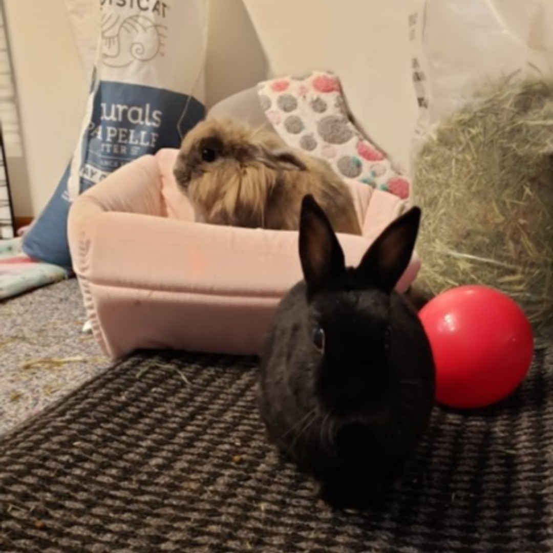 mnpcktpetrescue's tweet image. Libby &amp;amp; Joel are a pair of bonded bunnies cannot wait to find a family to call their own! They love Oxbow veggie treats &amp;amp; leafy greens. For playtime they enjoy wide open spaces to hop &amp;amp; zoom around! 

Think they could be the perfect addition to your home? 
mnpocketpetrescue.org/available-rabb…