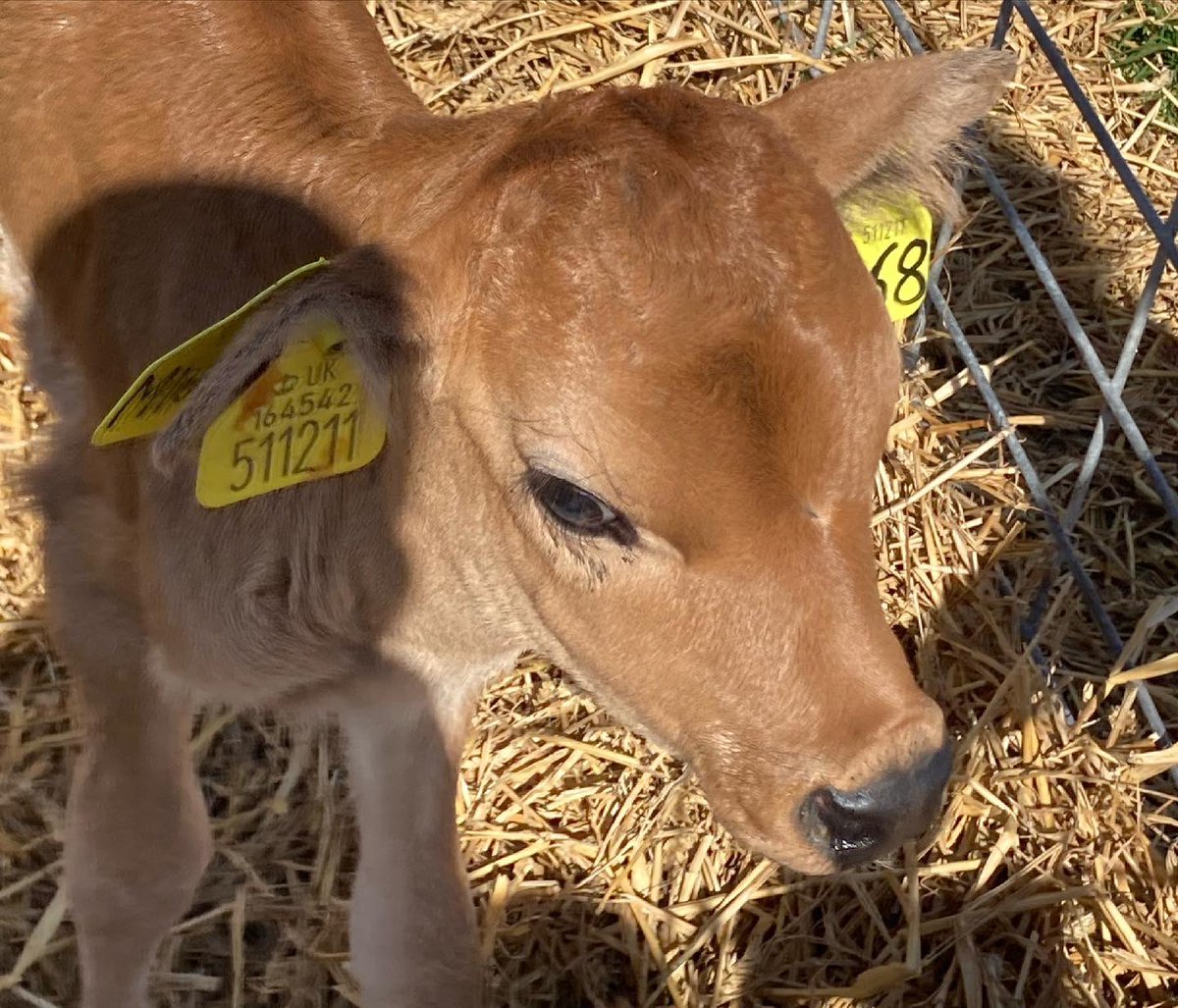 Fiveatdelph tweet media