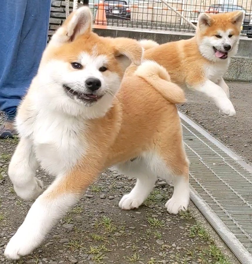 犬 ハム 兎 超ハイテンション動物 はエナドリに勝る 7選 笑うメディア クレイジー