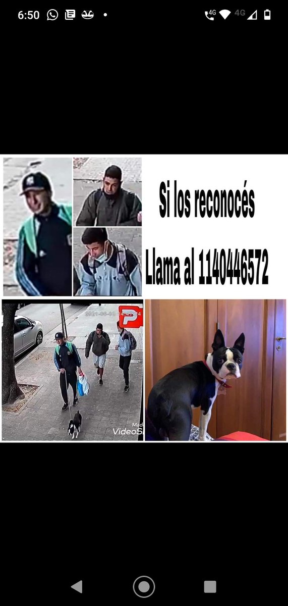 Pitu78OK's tweet photo. Estamos desesperados!!! Robaron a Puré, #URGENTE con un RT podés ayudar a salvarlo!!!! @Flor_de_P @RaggiFlor @flor_vigna @natijota @soycrismorena @sofimorandiOk @jescirio @marley_ok @lulipop07 https://t.co/MsZgCtpivb