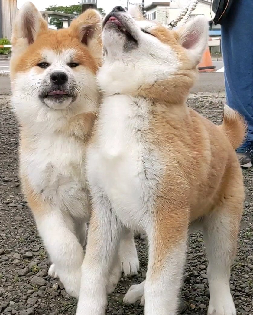 ぶつかっちゃう