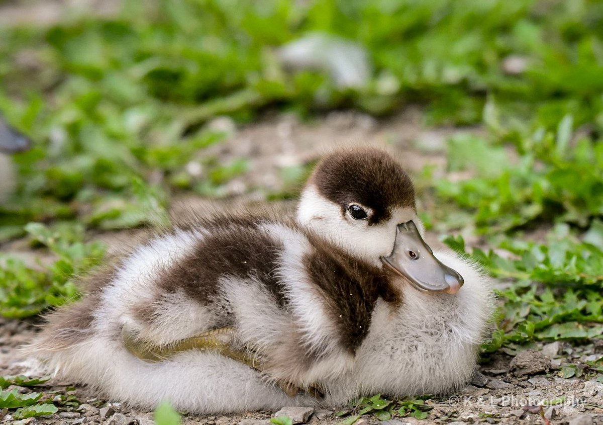 katherineLlewe2's tweet photo. A baby shelduck.
@BBCSpringwatch @WildlifeMag #BBCWildlifePOTD #birdphotography https://t.co/W1fSu0jmdj