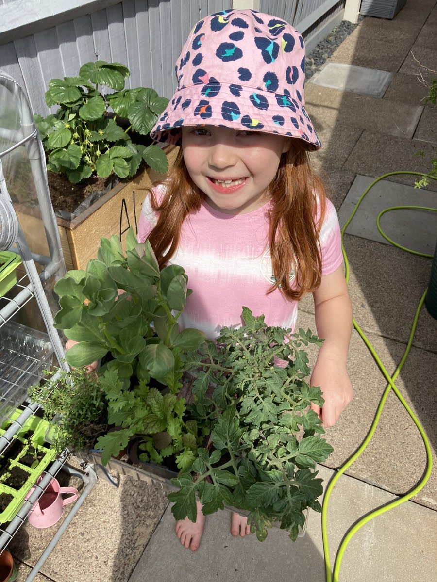 pickleandpompom's tweet photo. @MrShahsClass greenhouse update, Alice has strawberries, lettuce, Tomatoes, cucumber and green beans growing 😃 https://t.co/JqBuM25IDv